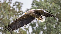 250px Adult White Tailed Eagle 28Haliaeetus Albicilla29 Of Central Poland In Flight 28329