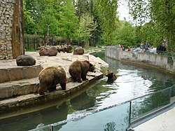 Study in Germany 250px Bears In Augsburg Zoo