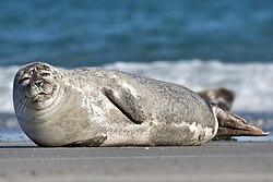 250px Common Seal Phoca Vitulina