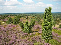 250px LC3BCneburger Heide 093