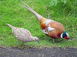 Study in Germany 250px Male And Female Pheasant