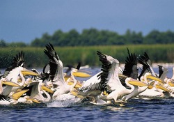 250px Pelicani Din Delta Dunarii