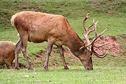 Study in Germany 250px Silz Cerf20 2